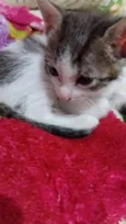 Gatos filhotes