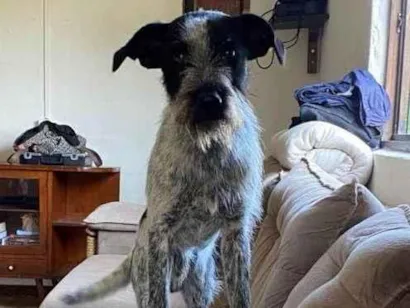 Cachorro raça SRD-ViraLata idade 2 anos nome Bidu
