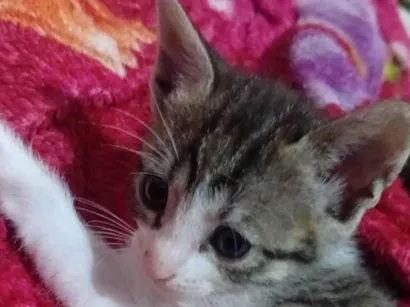 Gato raça SRD-ViraLata idade Abaixo de 2 meses nome Gatos filhotes