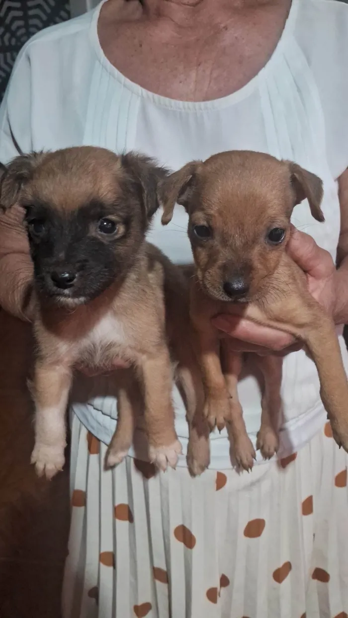Cachorro ra a SRD-ViraLata idade 2 a 6 meses nome Sem nome 