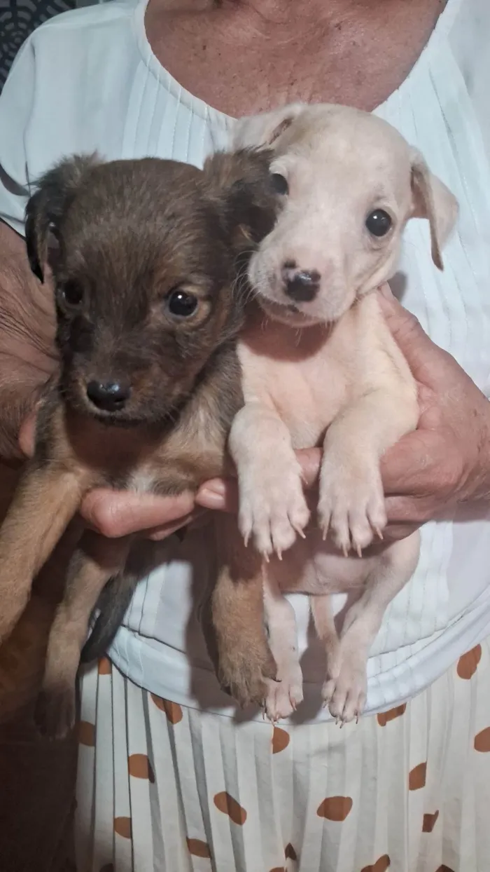 Cachorro ra a SRD-ViraLata idade 2 a 6 meses nome Sem nome 