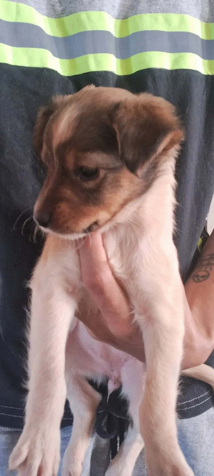 Cachorro ra a SRD-ViraLata idade 2 a 6 meses nome Sem nome 