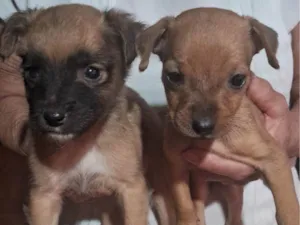 Cachorro raça SRD-ViraLata idade 2 a 6 meses nome Sem nome 
