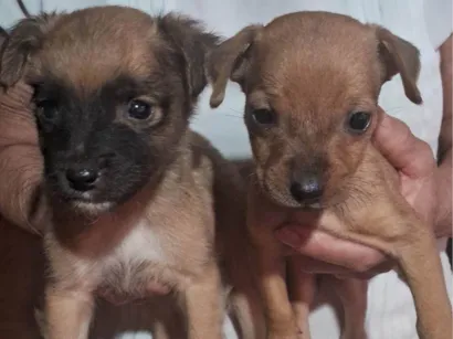 Cachorro raça SRD-ViraLata idade 2 a 6 meses nome Sem nome 
