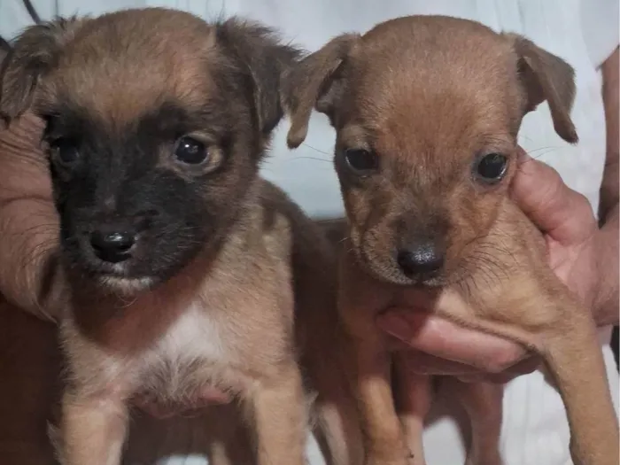 Cachorro ra a SRD-ViraLata idade 2 a 6 meses nome Sem nome 