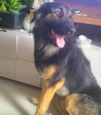 Cachorro raça Pastor Alemão idade 2 anos nome Scott
