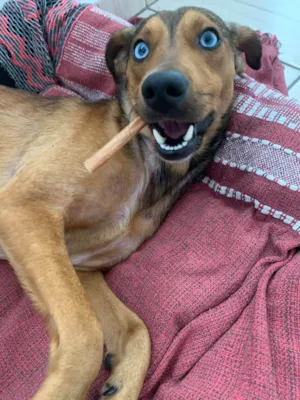 Cachorro raça SRD-ViraLata idade 1 ano nome Bento