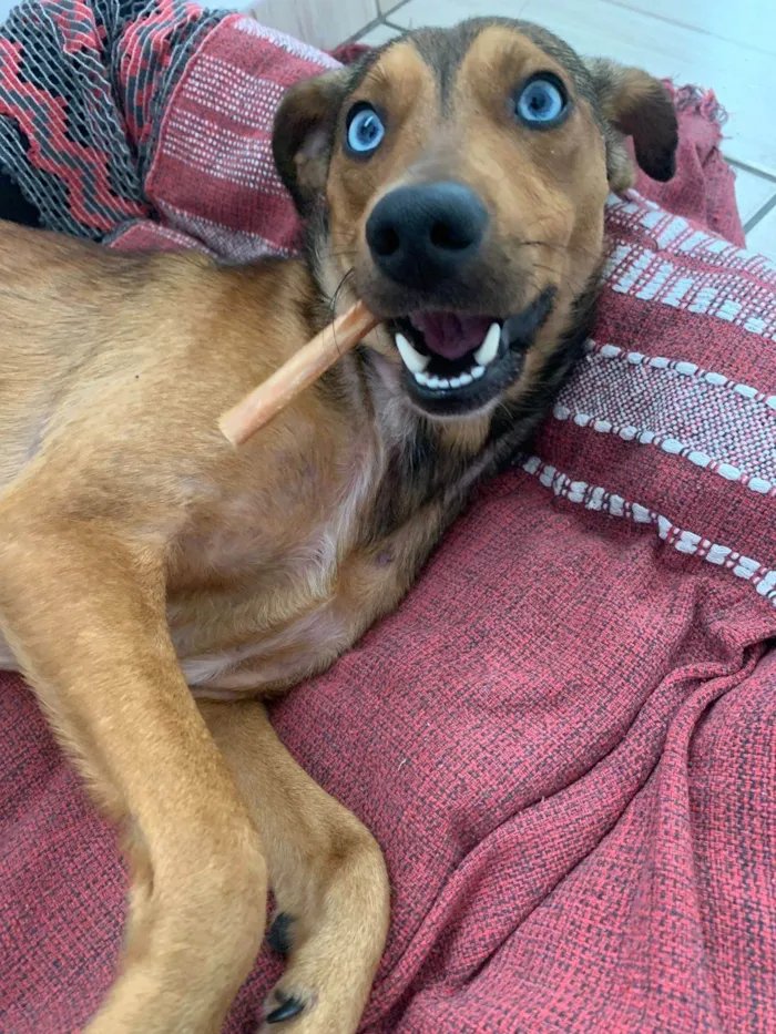 Cachorro ra a SRD-ViraLata idade 1 ano nome Bento