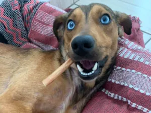 Cachorro raça SRD-ViraLata idade 1 ano nome Bento