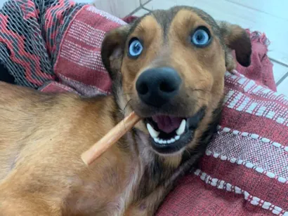 Cachorro raça SRD-ViraLata idade 1 ano nome Bento