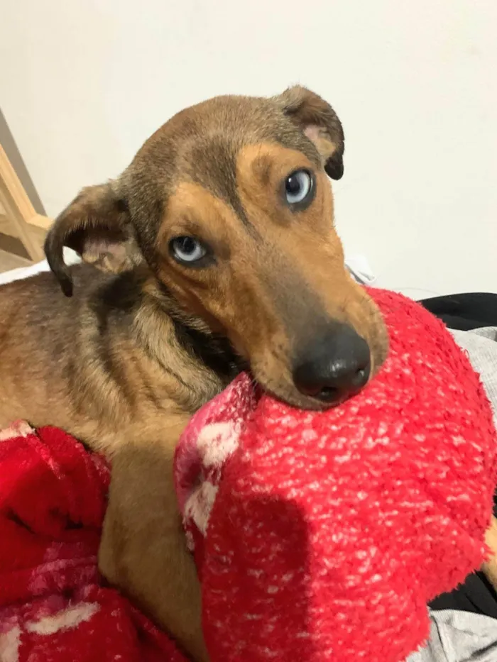 Cachorro ra a SRD-ViraLata idade 1 ano nome Bento