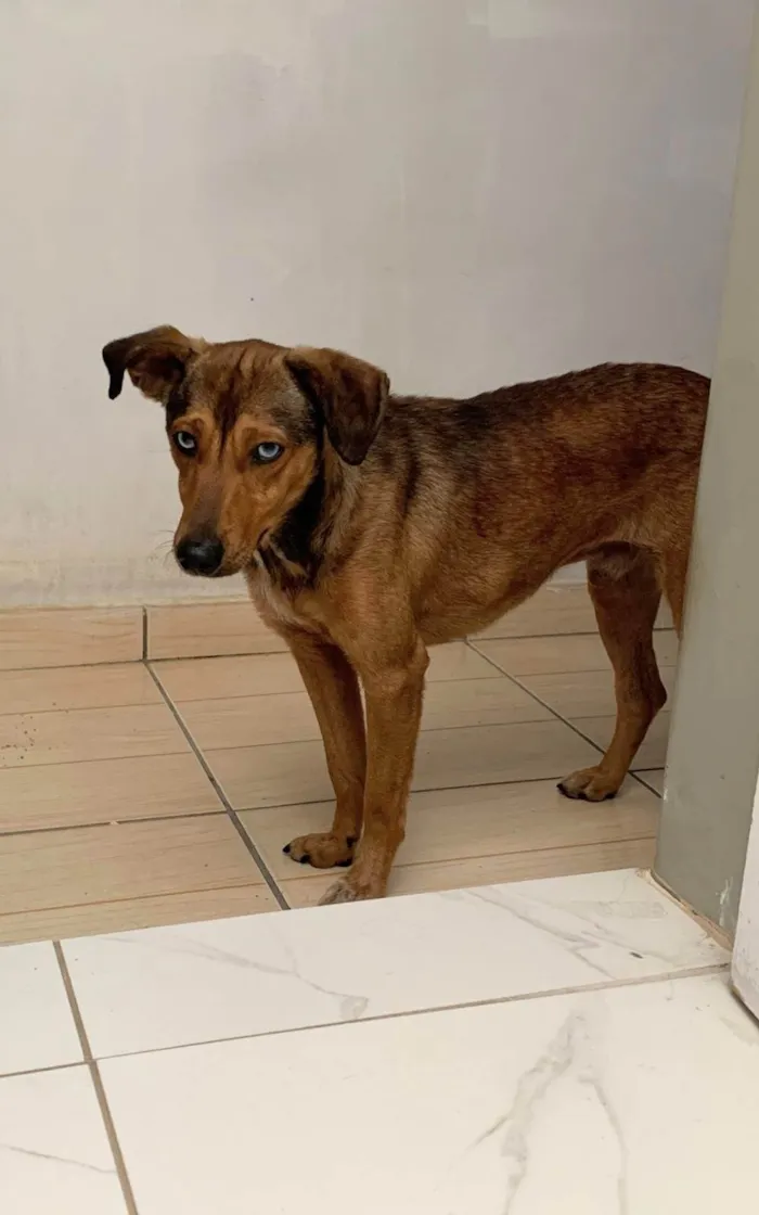 Cachorro ra a SRD-ViraLata idade 1 ano nome Bento