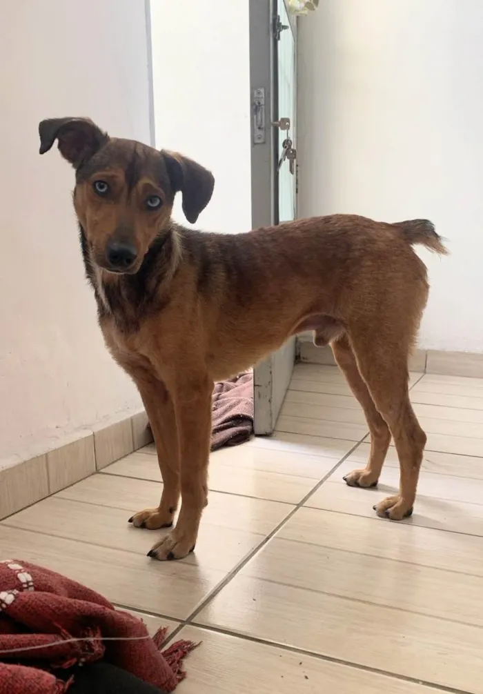 Cachorro ra a SRD-ViraLata idade 1 ano nome Bento