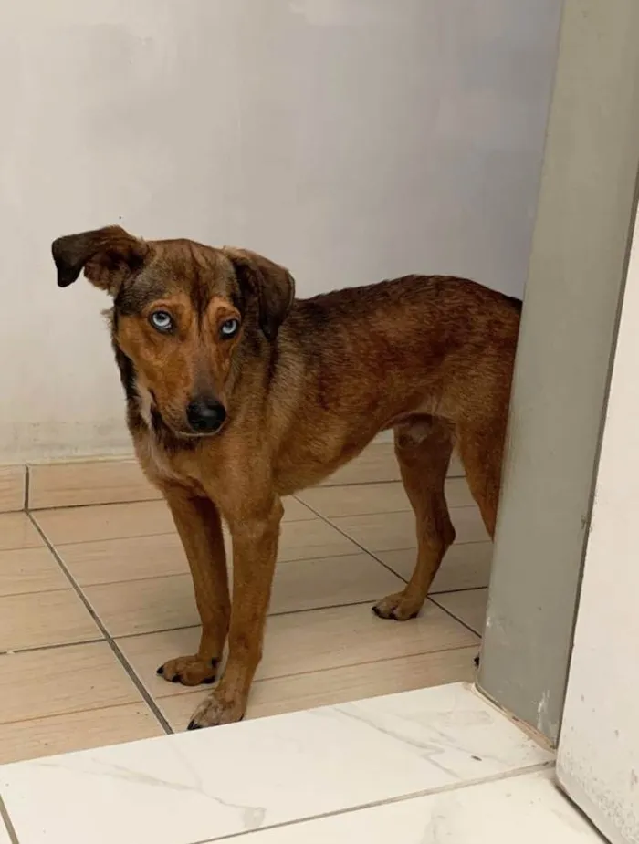 Cachorro ra a SRD-ViraLata idade 1 ano nome Bento