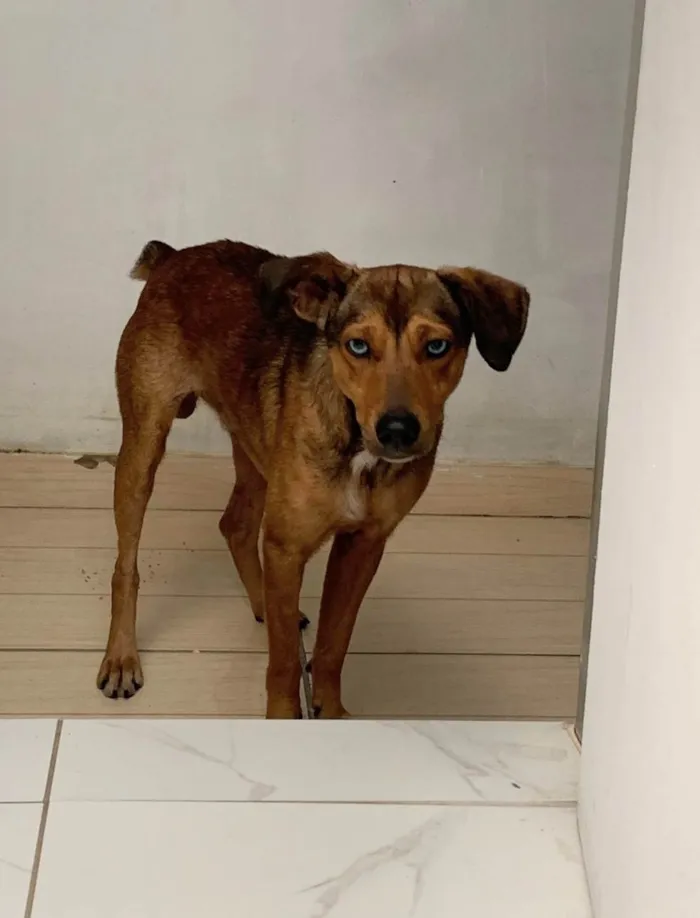 Cachorro ra a SRD-ViraLata idade 1 ano nome Bento