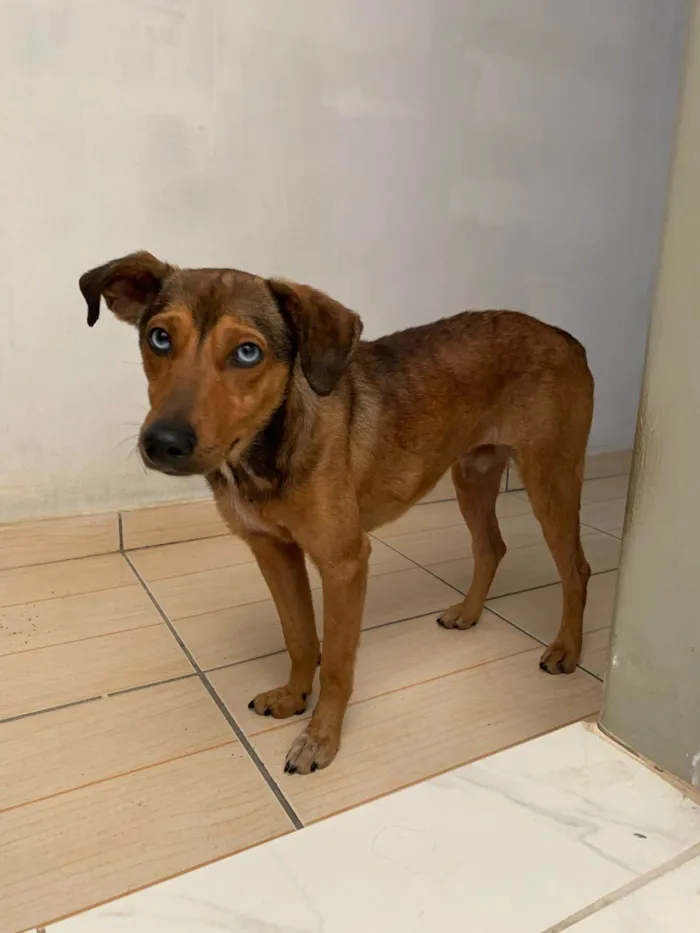 Cachorro ra a SRD-ViraLata idade 1 ano nome Bento