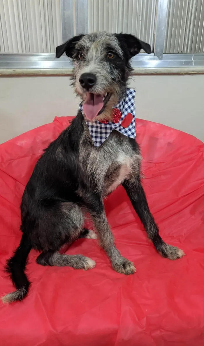 Cachorro ra a SRD-ViraLata idade 1 ano nome Juca