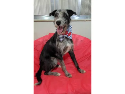 Cachorro raça SRD-ViraLata idade 1 ano nome Juca