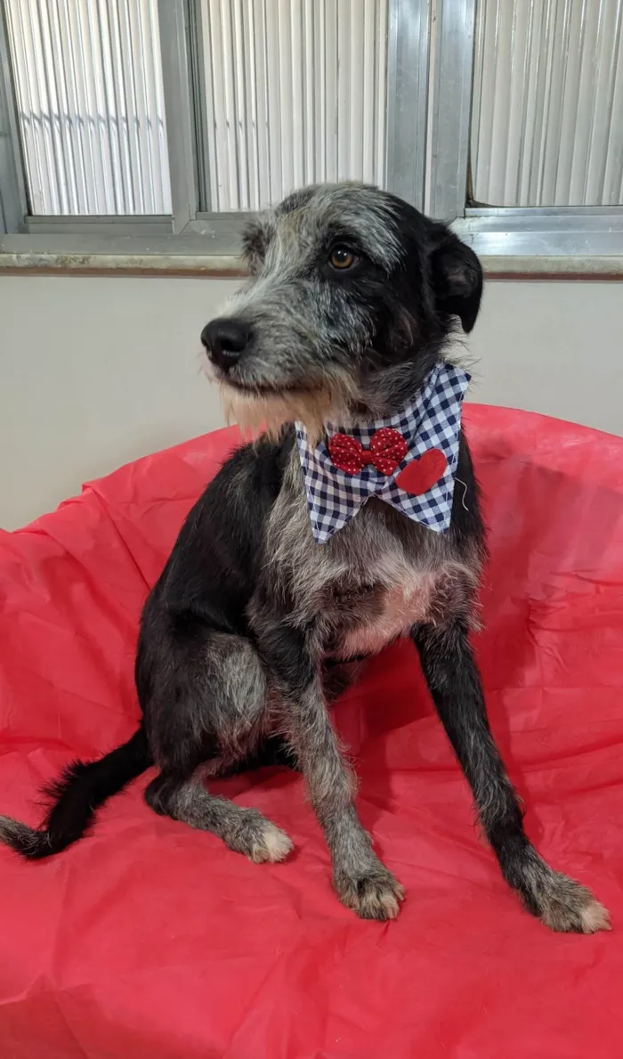 Cachorro ra a SRD-ViraLata idade 1 ano nome Juca