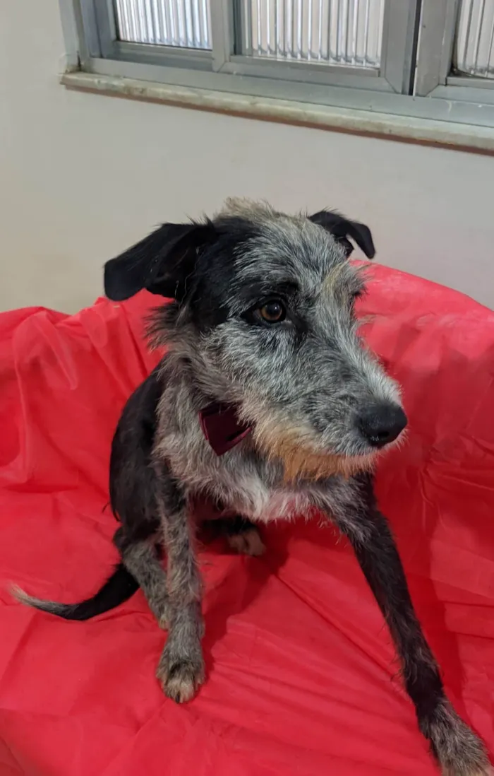 Cachorro ra a SRD-ViraLata idade 1 ano nome Juca