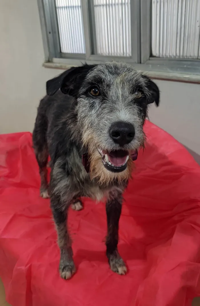 Cachorro ra a SRD-ViraLata idade 1 ano nome Juca