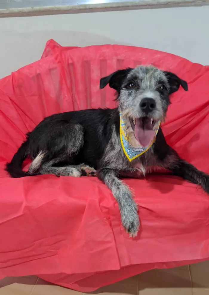 Cachorro ra a SRD-ViraLata idade 1 ano nome Juca