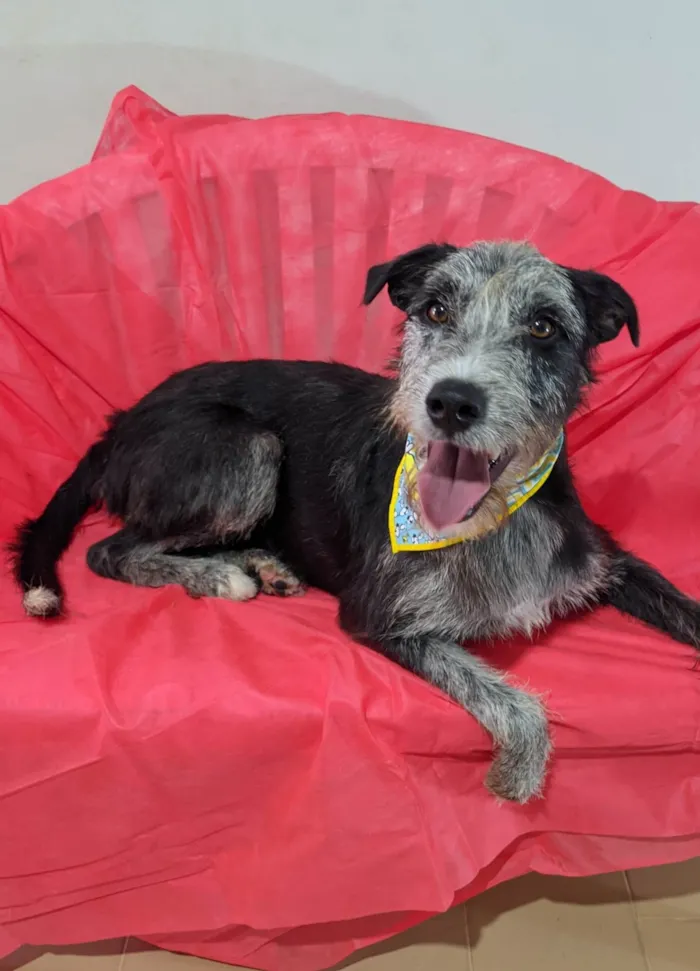Cachorro ra a SRD-ViraLata idade 1 ano nome Juca