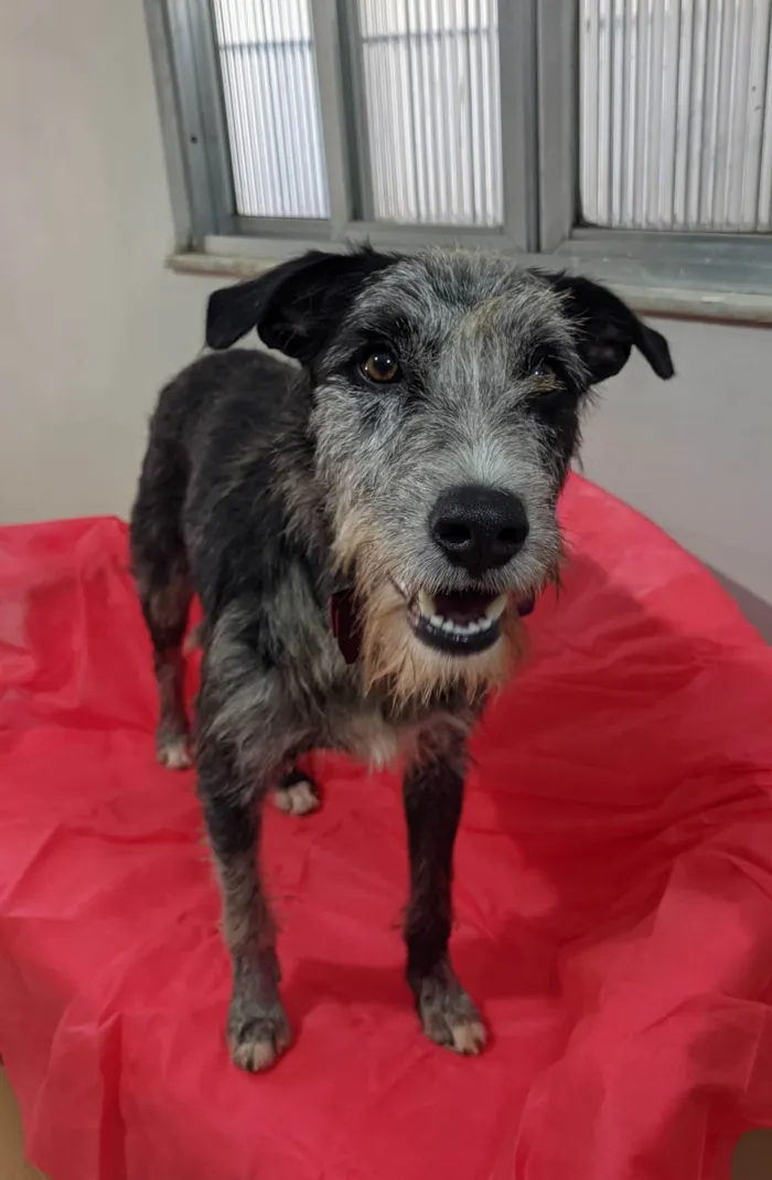 Cachorro ra a SRD-ViraLata idade 1 ano nome Juca