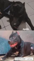 Apollo