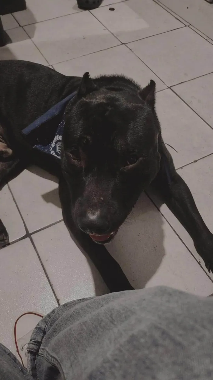 Cachorro ra a Pit-Bull idade 3 anos nome Apollo 