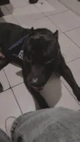 Apollo