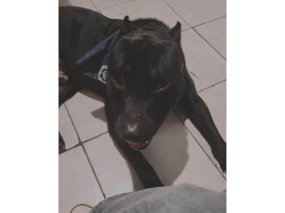 Cachorro raça Pit-Bull idade 3 anos nome Apollo 