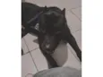 Apollo