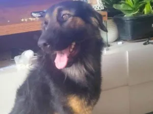 Cachorro raça Pastor Alemão idade 2 anos nome Scott