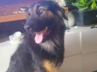 Cachorro raça Pastor Alemão idade 2 anos nome Scott