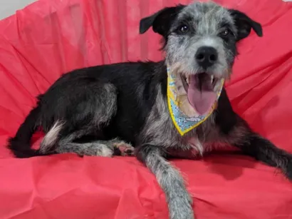Cachorro raça SRD-ViraLata idade 1 ano nome Juca
