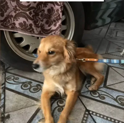 Cachorro raça SRD-ViraLata idade 7 a 11 meses nome Sem nome