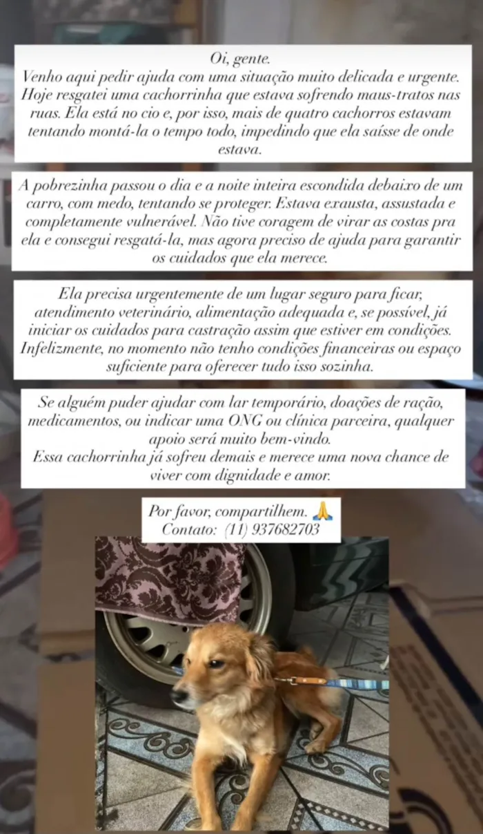 Cachorro ra a SRD-ViraLata idade 7 a 11 meses nome Sem nome