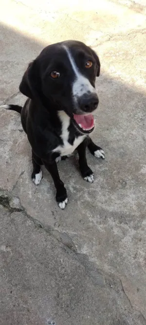 Cachorro raça SRD-ViraLata idade 5 anos nome Lua