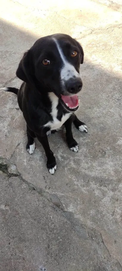Cachorro raça SRD-ViraLata idade 5 anos nome Lua