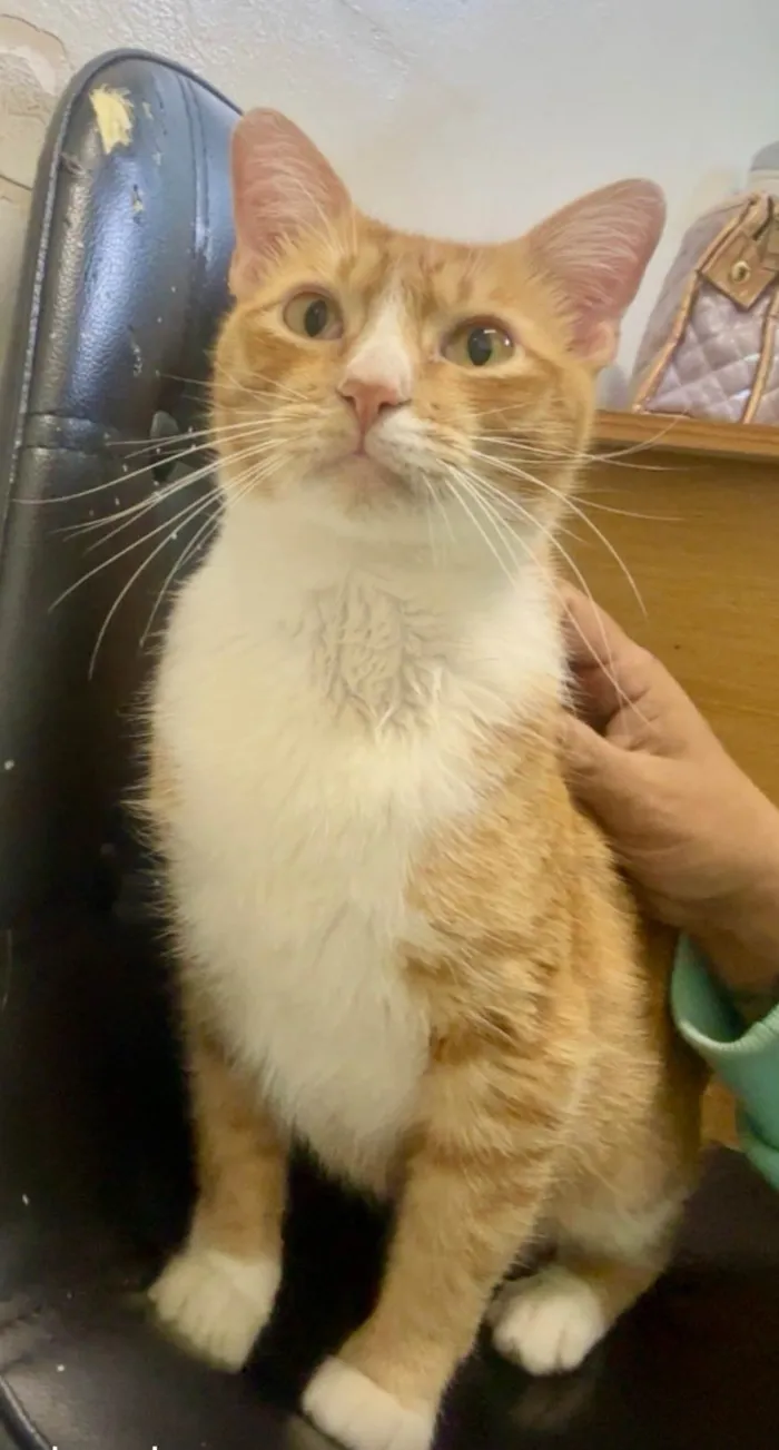 Gato ra a SRD-ViraLata idade 1 ano nome Nino 