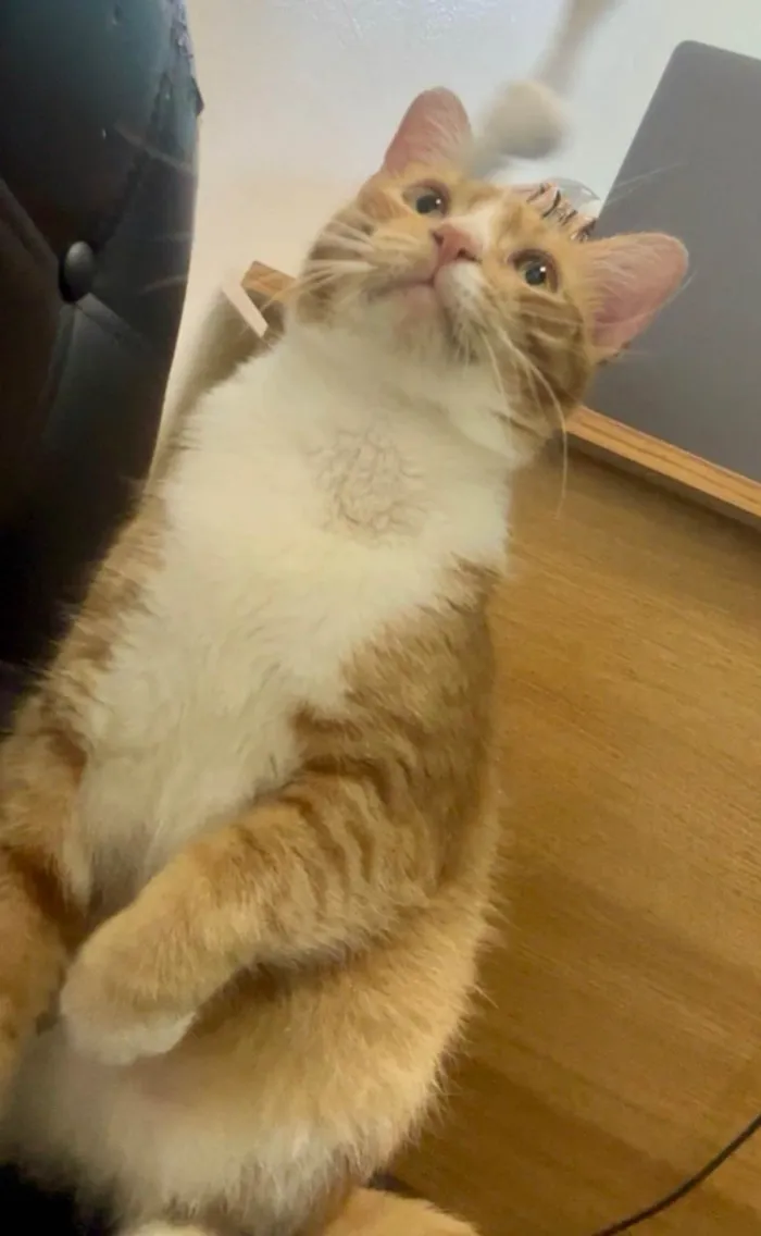Gato ra a SRD-ViraLata idade 1 ano nome Nino 