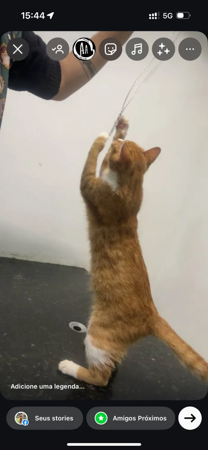 Gato ra a SRD-ViraLata idade 1 ano nome Nino 