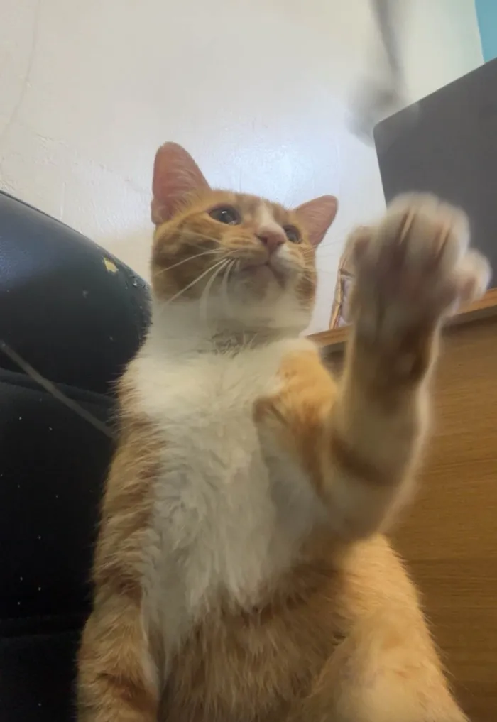 Gato ra a SRD-ViraLata idade 1 ano nome Nino 