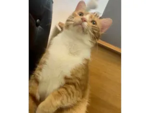 Gato raça SRD-ViraLata idade 1 ano nome Nino 