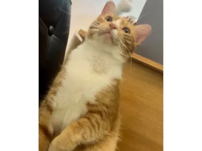 Gato raça SRD-ViraLata idade 1 ano nome Nino 
