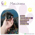 Mocchiato
