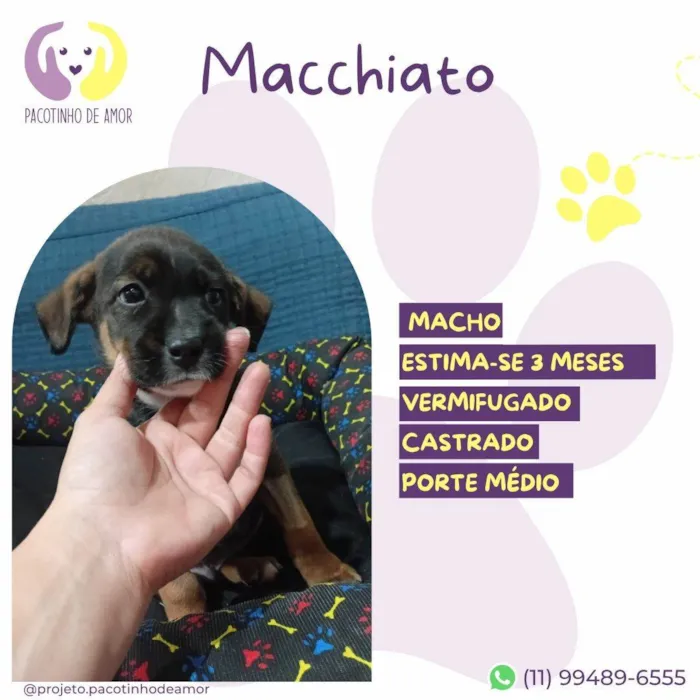Cachorro ra a SRD-ViraLata idade 2 a 6 meses nome Mocchiato