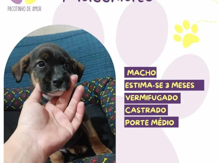 Cachorro ra a SRD-ViraLata idade 2 a 6 meses nome Mocchiato