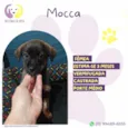 Mocca